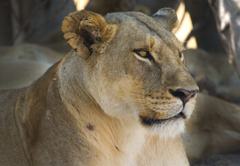 Nahaufnahme einer Löwin in Botswana © Thomas