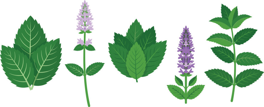 Fresh Mint and Peppermint Herb Vector Collection with Green Leaves Blooming Purple Flowers and Organic Botanical Sprigs for Culinary Tea Packaging Designs