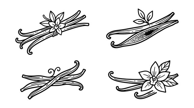 Vanilla bean icon set in a hand drawn line art style including dried pods, orchid flower and seeds. Editable vector illustration on white background.