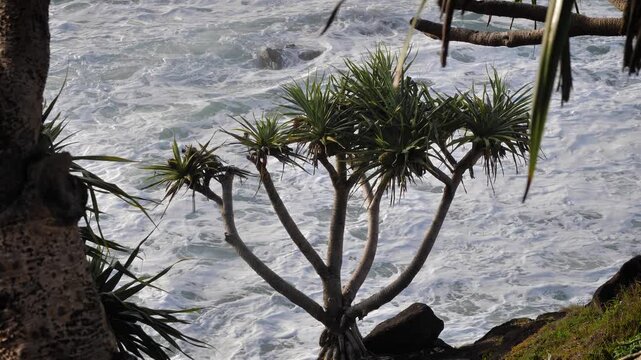 Handheld footage of a pandanus palm at Fingal Head with waves in the background.