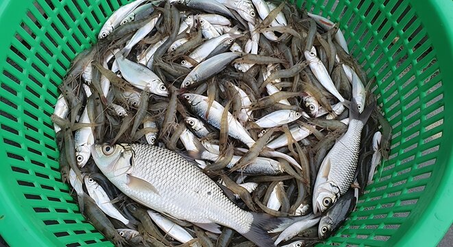 Fresh small fish in green plastic basket, raw silver minnows and river catch, organic seafood harvest for market