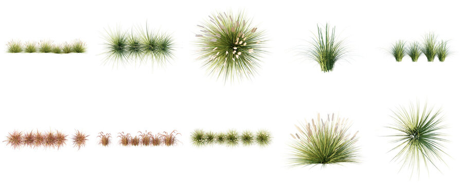 Set of diverse 3D rendered decorative ornamental grass and reed clumps for landscaping designs.