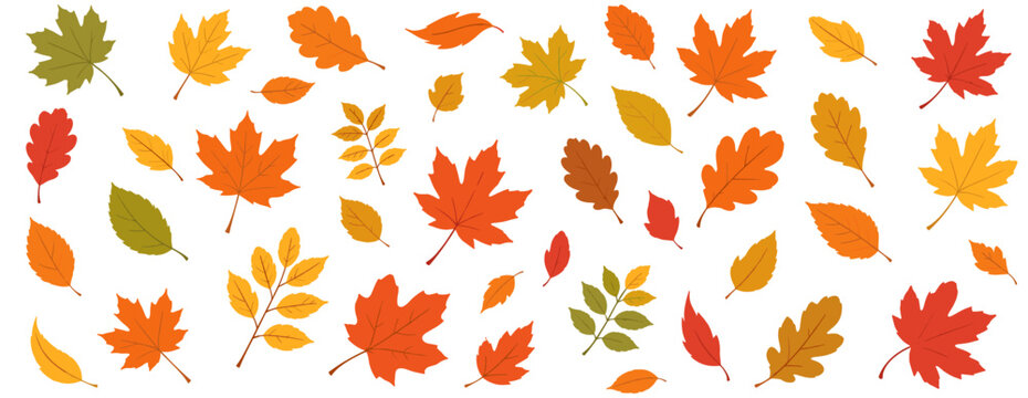 Autumn leaves vector illustration with colorful fall foliage blowing in the wind on white background, seasonal maple leaf decoration for Thanksgiving banners