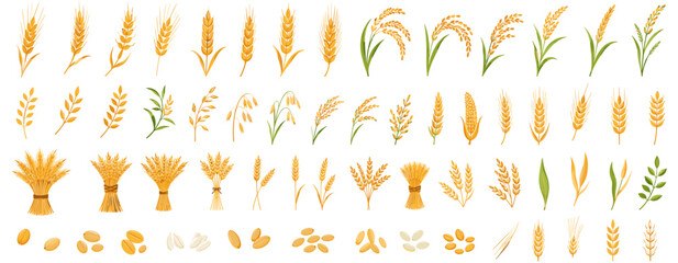 Obraz na płótnie Canvas Harvest wheat design elements with golden grain ears, rice stalk, barley cereal, rye crop, bakery bread symbol and farm agriculture vector illustration