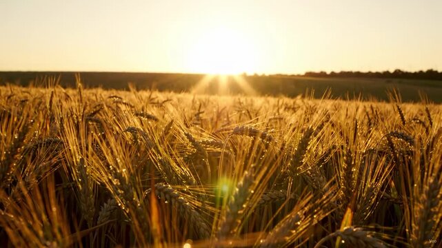 Close-up of wheat stalks in a golden field under sunset light