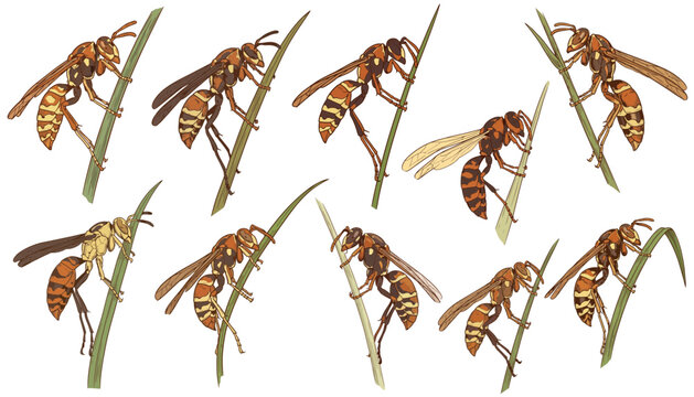 Wasp perching on green grass blades in a nature close-up illustration