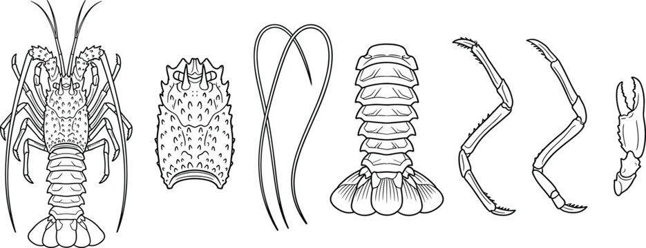 Spiny Lobster and Crayfish Anatomy Line Icon Set with Carapace Antennae Tail Abdomen Legs and Claw Sketches for Seafood Market and Marine Biology Designs