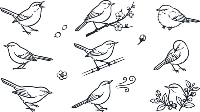 Japanese Nightingale Bird Line Art Vector Set with Sakura Branches Singing Perching and Flying Sparrow Sketches for Traditional Spring Graphic Designs