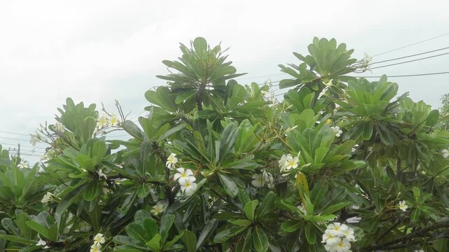 White plumeria frangipani flowers blossoming on lush green tree with raindrops