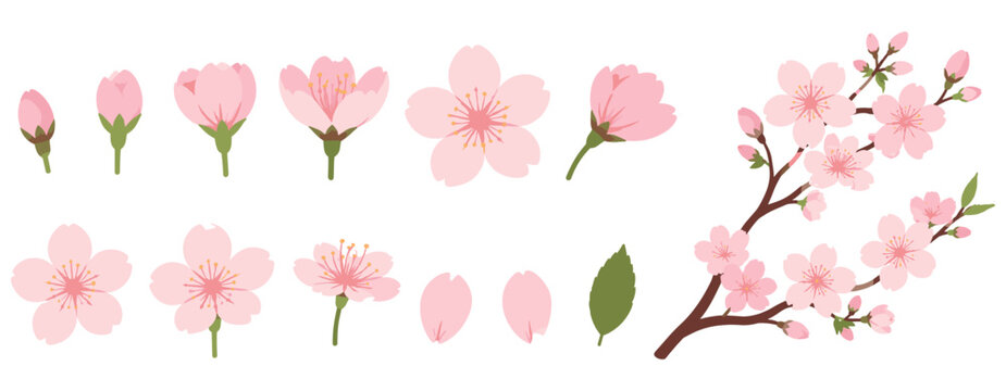 Watercolor sakura cherry blossom branch on white background, pink blooming flower buds, Japanese spring floral design and botanical vector illustration
