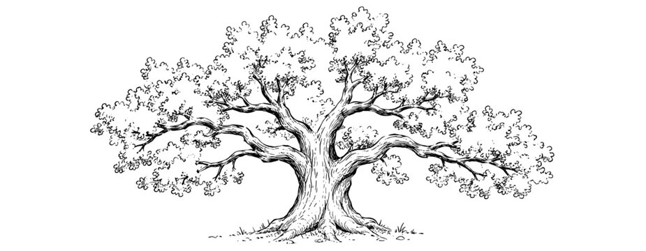 Oak tree ink sketch vintage engraving with acorns, hand drawn botanical oak illustration, black etched forest tree isolated on white background