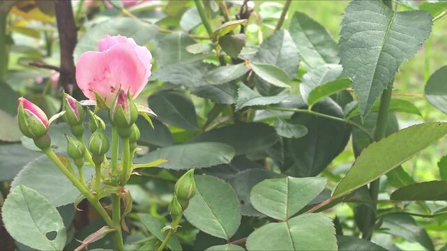 Pink rose blooms in a garden during spring season