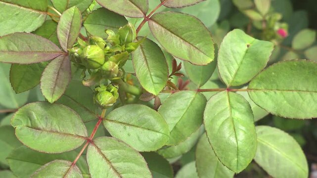 Close-up view of rose plant leaves and buds in garden on a sunny day