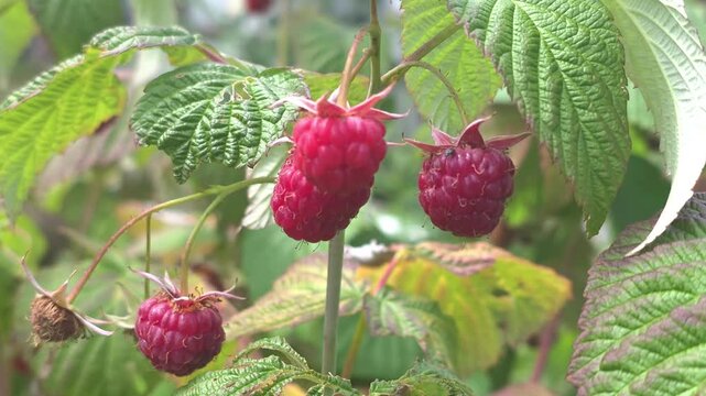 Harvesting ripe raspberries in a sunny garden during summer