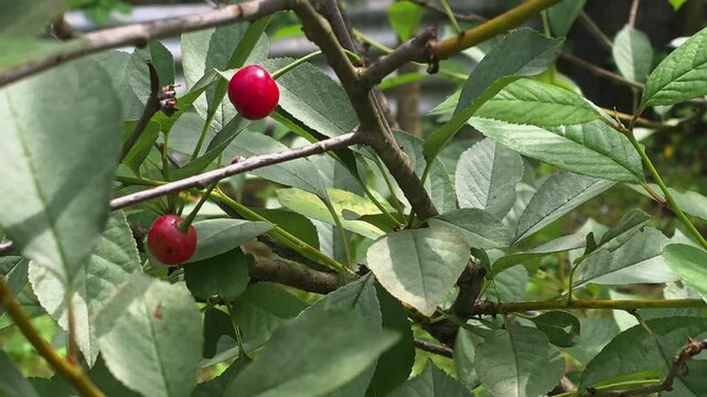 Exploring cherry tree branches with red cherries in a garden