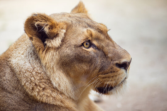 Inquiring look from a resting lioness - France