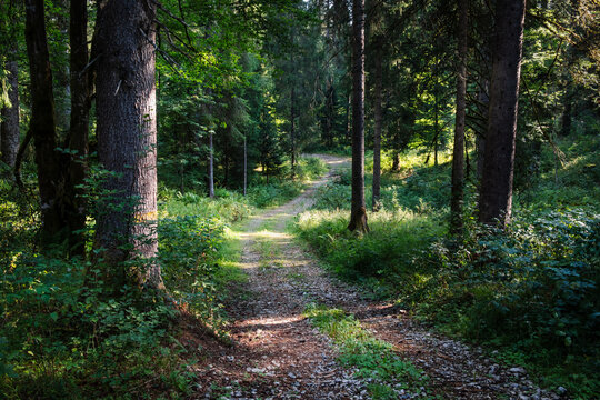 Forest path in the Jura massif near Les Fourgs - France