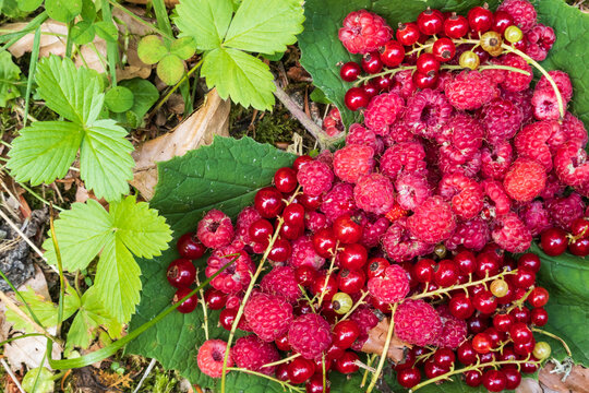 Harvest of wild raspberries and blueberries in the Jura massif forest - France