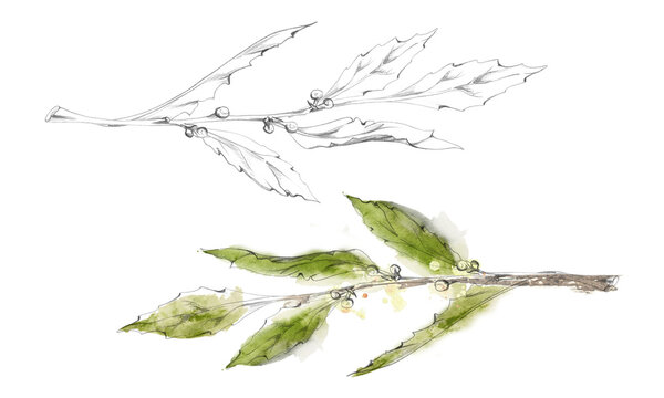 Bay laurel, olive, citrus tree plant, myrtle leaves on branch. Hand drawn pencil botanical illustration. Herbal food preservation guides, Mediterranean recipe collections, educational wall charts.