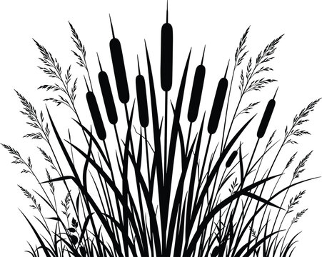 Swamp cattail reed grass silhouette vector illustration for lake nature landscape background and decorative floral design