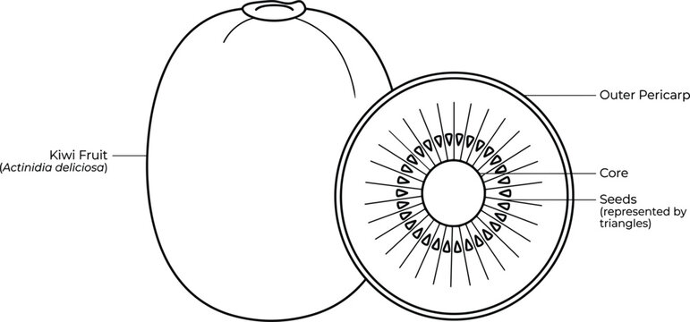 Kiwi fruit structural diagram vector line illustration with whole piece cross section and botanical scientific labels