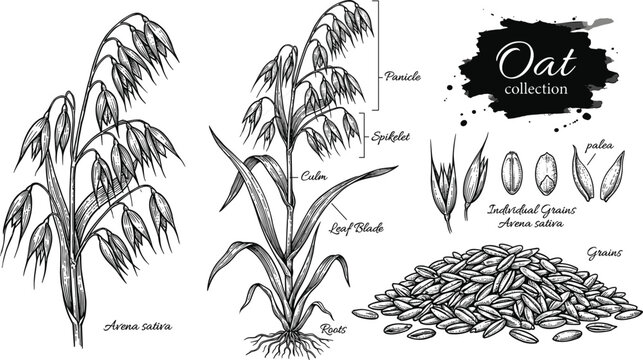 Oat botanical diagram vector illustration set with whole plant panicle spikelet avena sativa grains and root details