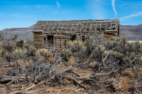 View of the abandoned wooden cabin in Surprise Valley, featuring a dilapidated structure with a missing roof surrounded by dry sagebrush in Lassen County, California, United States.