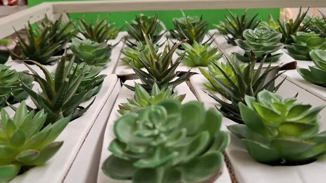 Green succulents in nursery trays, indoor gardening, plant care, natural decor, botanical lifestyle.