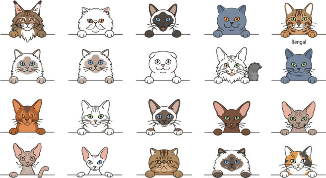 Cute cat breed collection featuring fluffy, shorthaired, longhaired, and hairless kittens in adorable cartoon vector illustration set