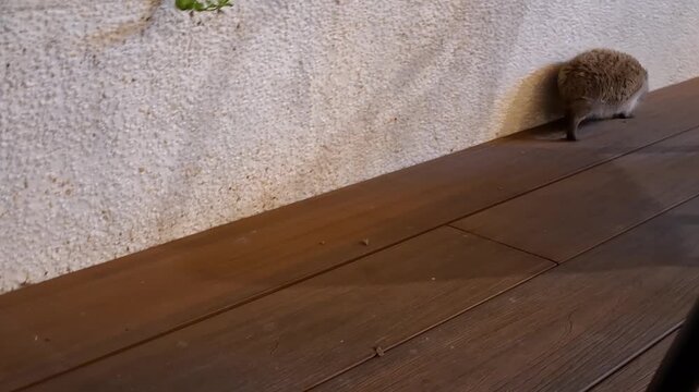 A hedgehog moving across a wooden floor, adorable wildlife, animal care, natural curiosity, and pet lifestyle.