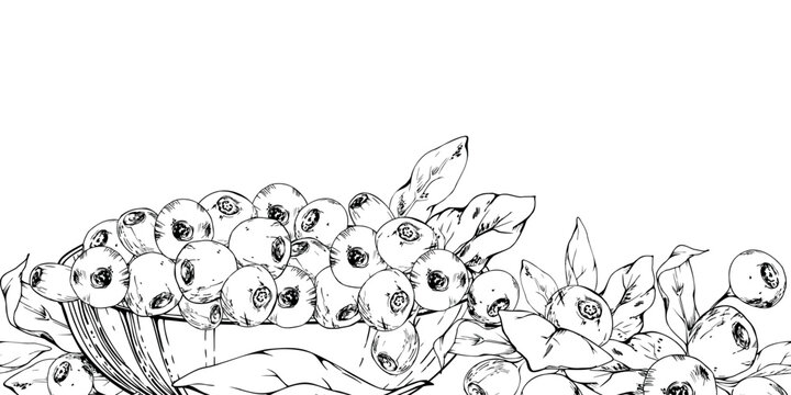 Fresh mix of blueberry, bilberry woodland berries, huckleberry in glass bowl with realistic botanical detail. Isolated seamless banner hand drawn in vector ink. Fruit tea collections, craft beverages