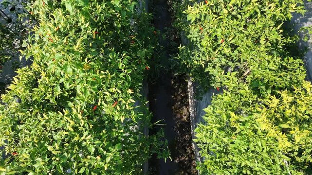 Aerial drone footage flying forward over a lush green chili pepper farm. The camera captures rows of healthy crops with red and green chilies growing on plastic mulch in an agricultural field.