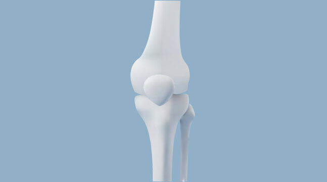 Human knee joint anatomy vector, 3D medical illustration of leg bone structure, orthopedic skeletal knee model for healthcare education