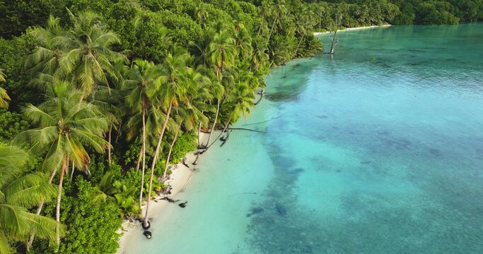 Aerial view of a tropical beach with lush palm trees leaning over the turquoise water of the bay in Port Resolution, Tanna Island, Vanuatu.