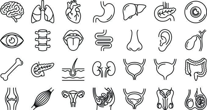 Human internal organs anatomy and medical healthcare line icon set featuring brain heart lungs kidney stomach and reproductive system