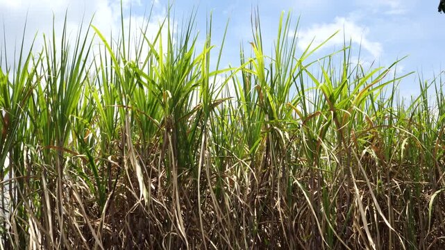 Green sugarcane plant leaves blowing gently in the wind under a sunny blue sky with clouds in a agricultural farm field, perfect for nature, farming, biofuel, sugar industry, and environment concept b