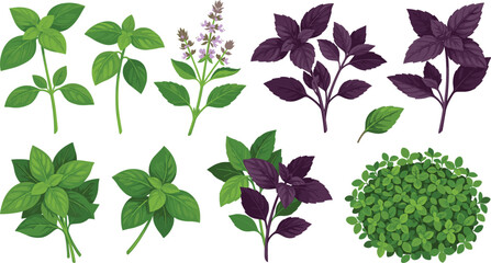 Obraz premium Fresh Basil Varieties Vector Illustration Set Featuring Sweet Green Basil Purple Opal Basil Flowering Sprigs Microgreens and Herb Bunches for Food Graphic Designs