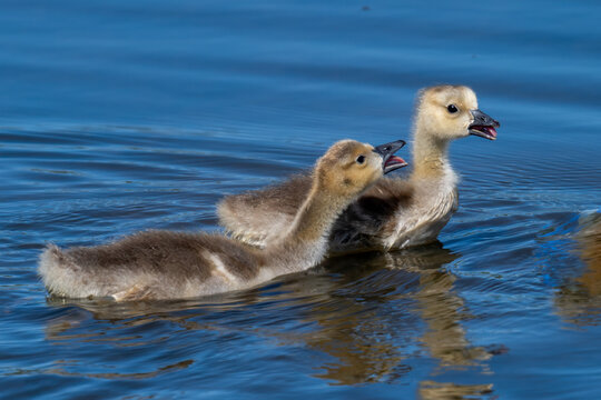 Two young Canada goose goslings swimming together in blue water