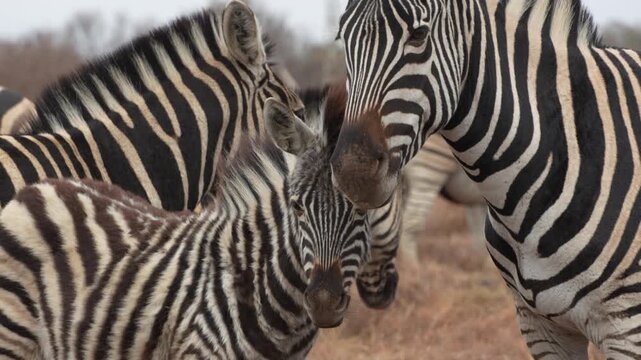 Intimate 4K slow-motion footage of a zebra herd standing closely together in the South African bush, including a young foal framed between the adults. A gentle breeze moves through the foal&rsquo;s mane