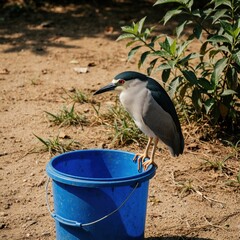 Fototapeta premium Black crowned night heron perches on a blue bucket. Bird has red eyes, dark cap, white neck. Greenery and dirt ground fill background. Wildlife photo.