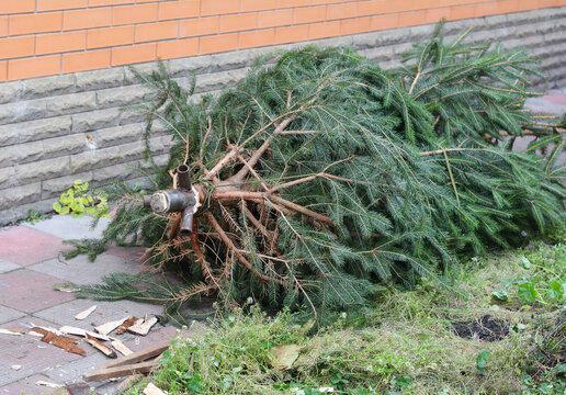 Christmas tree stand installation using metal tripod support