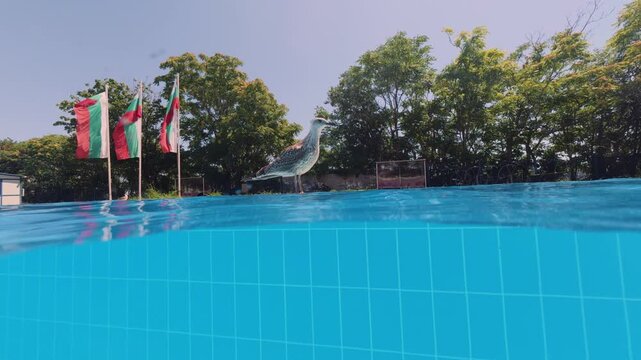 Split View Seagull Standing by Outdoor Swimming Pool Edge