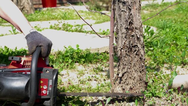 Close-up of a worker cutting a tree trunk with a chainsaw in a garden or backyard. Woodworking, forestry and outdoor labor concept