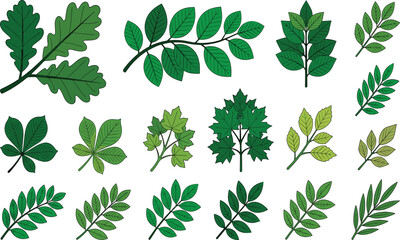 Naklejka premium Green Leaf Collection Vector Set, Botanical Tree Leaves and Foliage Elements Isolated on White