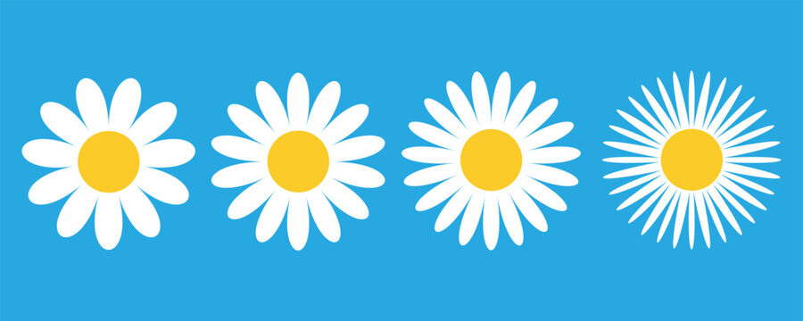 Daisy flower vector set, blooming chamomile botanical icons, white daisy with green stem and black silhouette illustrations for spring design
