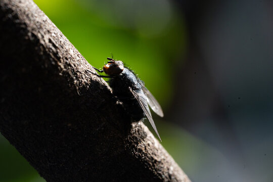 Macro close-up of a fly resting on a tree branch in sunlight with a soft green natural background.