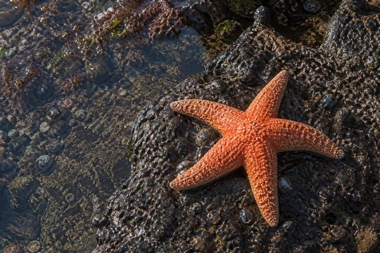 Orange sea star on a wet rock in a coastal tide pool