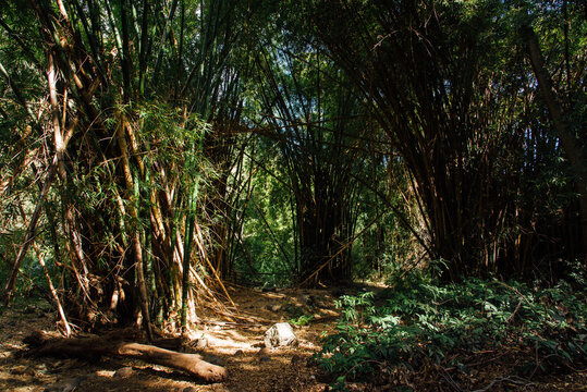Paysage d'une for&ecirc;t humide. Balade dans les bois tropicaux de l'&icirc;le de La R&eacute;union. Vacances sous les Tropiques