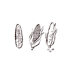 Obraz premium Black and white sketches of three corn ears depicting various growth stages