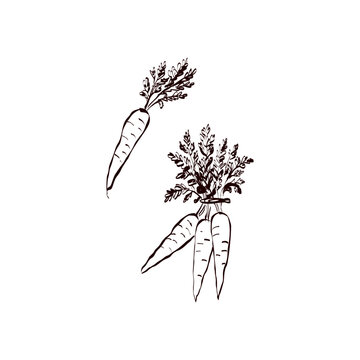 Hand-drawn carrot illustrations featuring detailed root vegetables and lush foliage